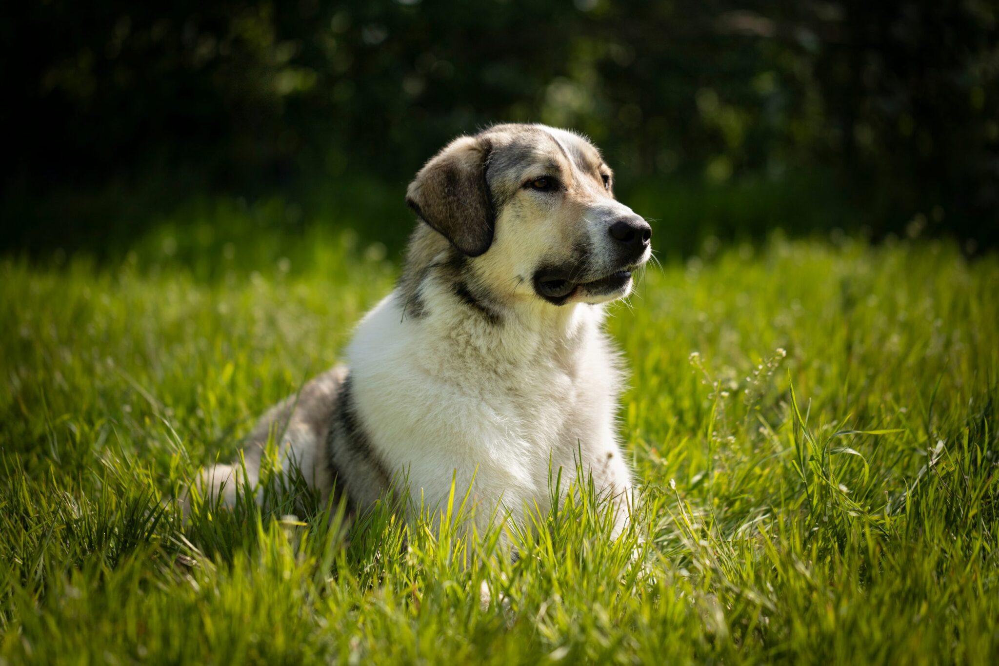 Anatolian Shepherd