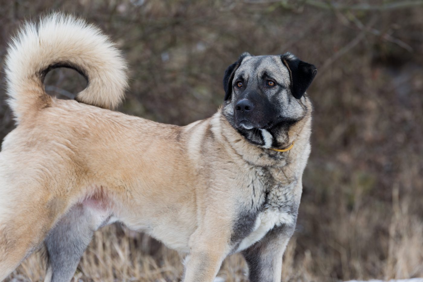 Anatolian Shepherd1 1400x933 1