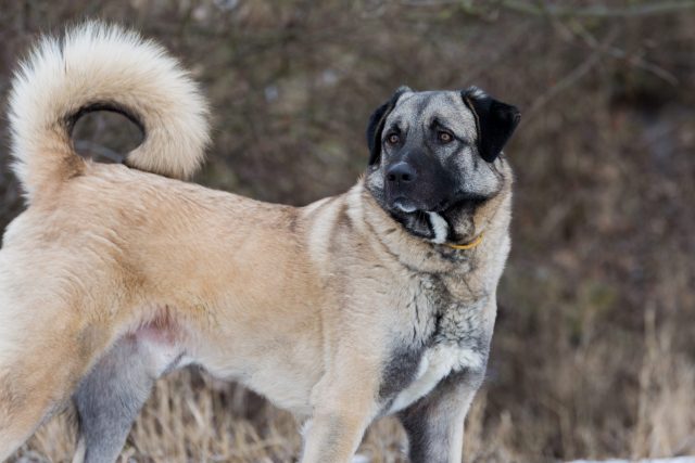 Anatolian Shepherd1 scaled e1717837109615