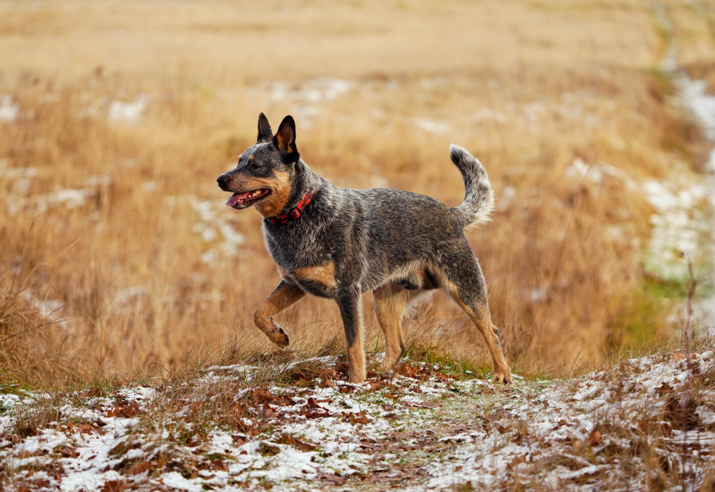 Australian Cattle Dog 1 1400x965 1