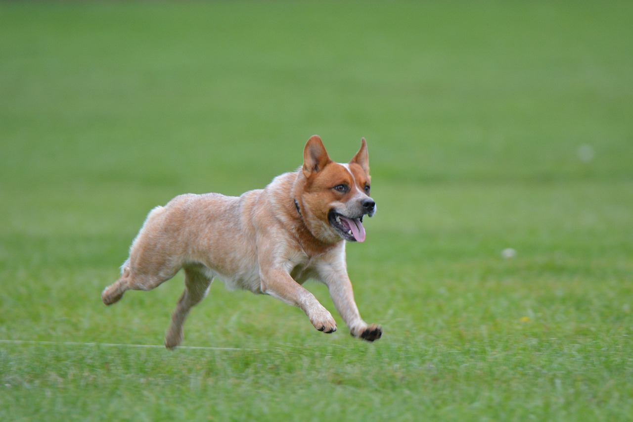 Australian Cattle Dog 14