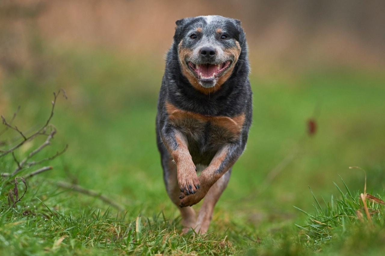 How Often Do I Take an Australian Cattle Dog Outside to Pee?