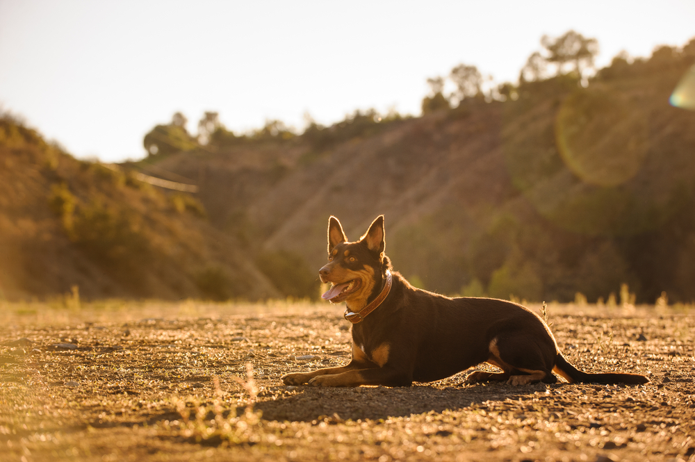 Australian Kelpie dog lying in a field