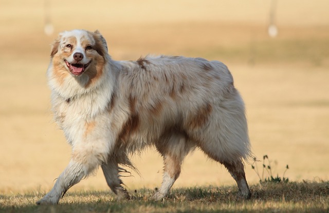 Australian Shepherd 1