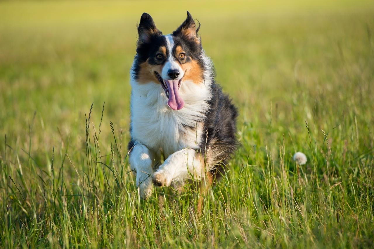 Best invisible dog fence for Australian Shepherds