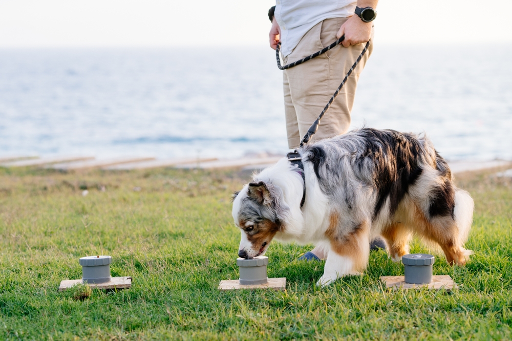 Autralian Shepherd dog playing nose work game