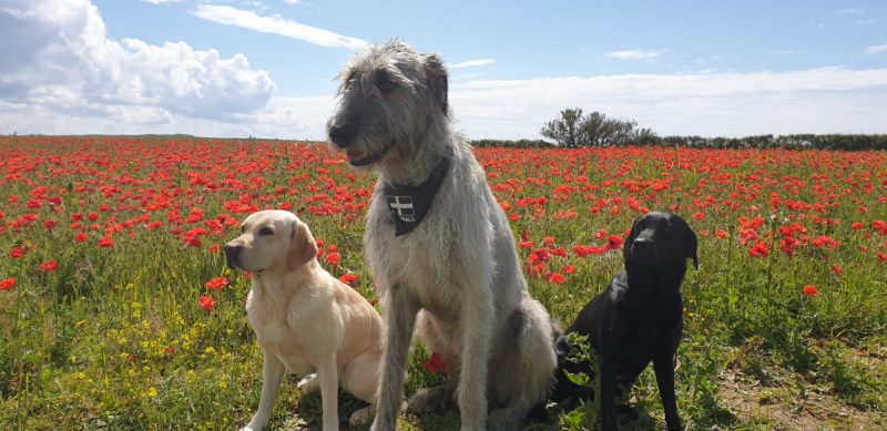 Bailey, Remus, and Poppy in the poppies