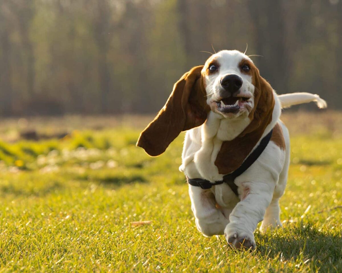 Basset Hound 1400x1120 1 e1726924104714 1