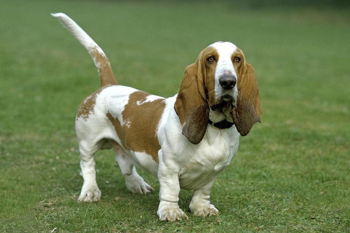 Basset Hound 5