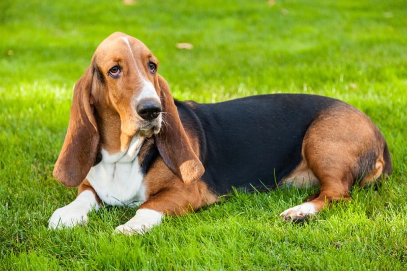 Basset-Hound-Laying-on-the-Grass