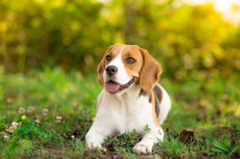 Beagle 01 1 350x233 1