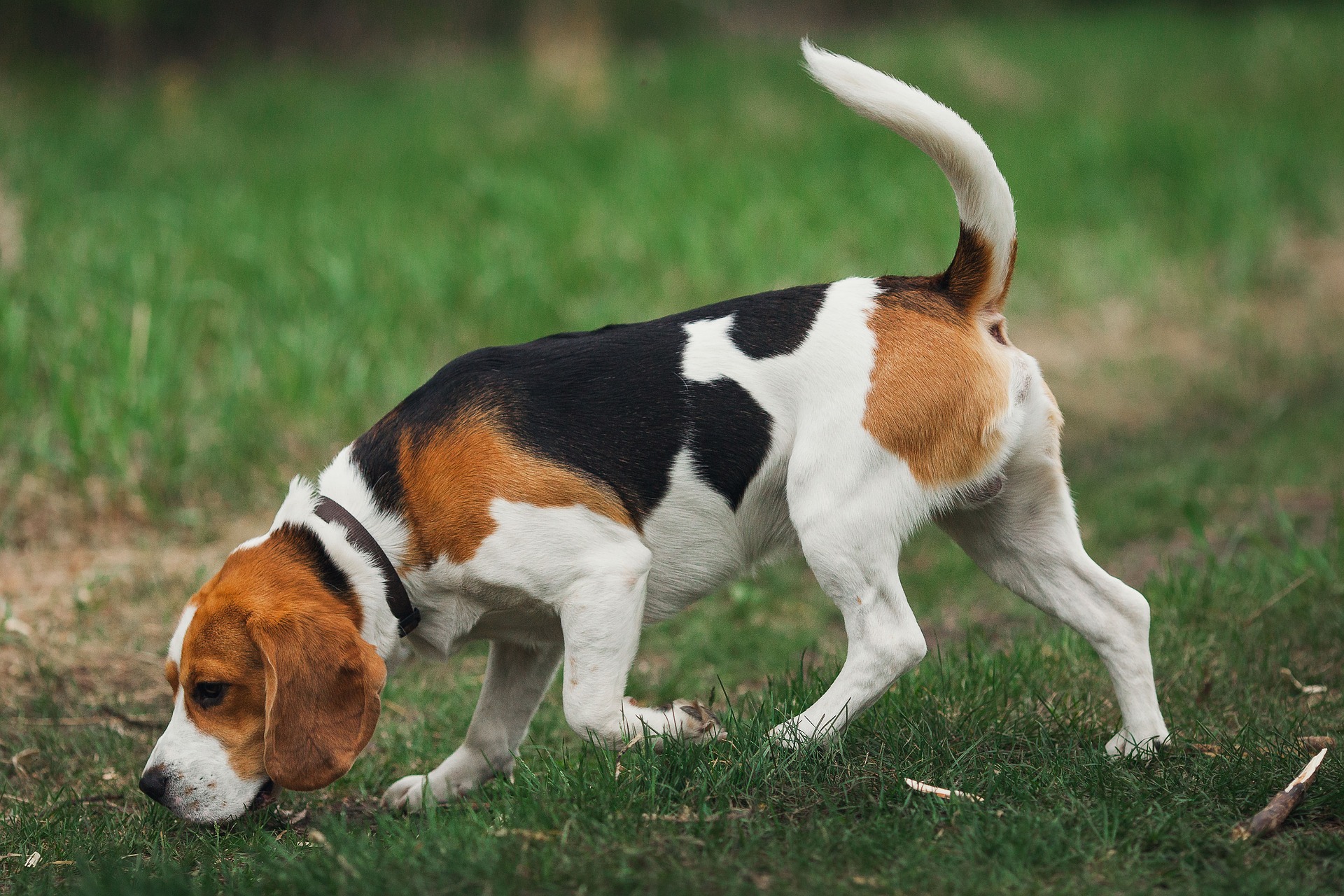 Beagle dog smelling grass