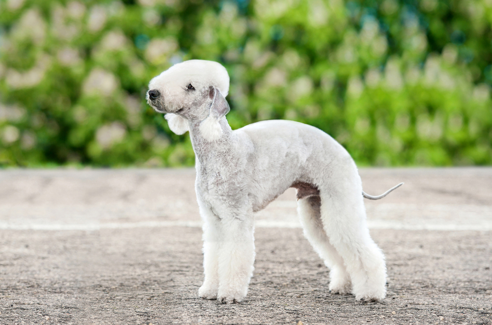 Bedlington terrier dog standing outdoors