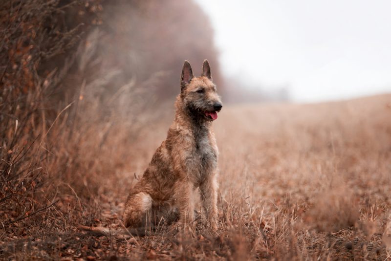 Belgian Laekenois dog sitting near the forest