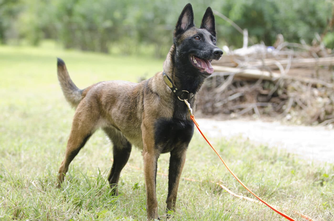 Belgian Malinois alert 1400x927 1