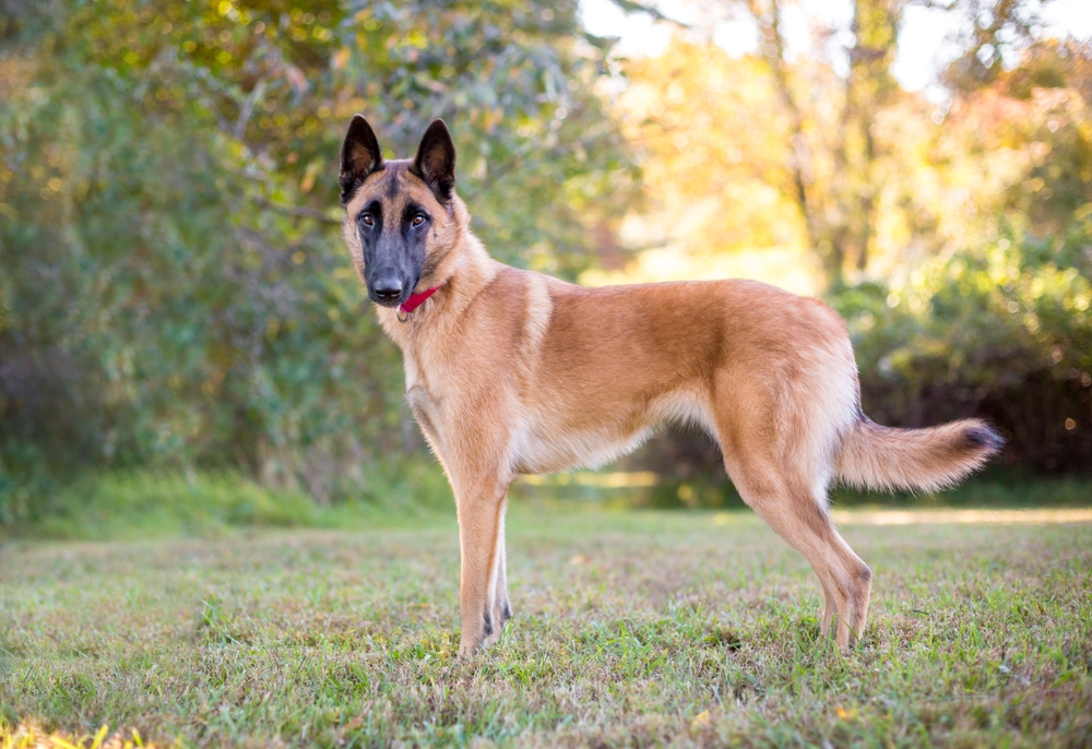 Belgian Malinois dog standing outdoors