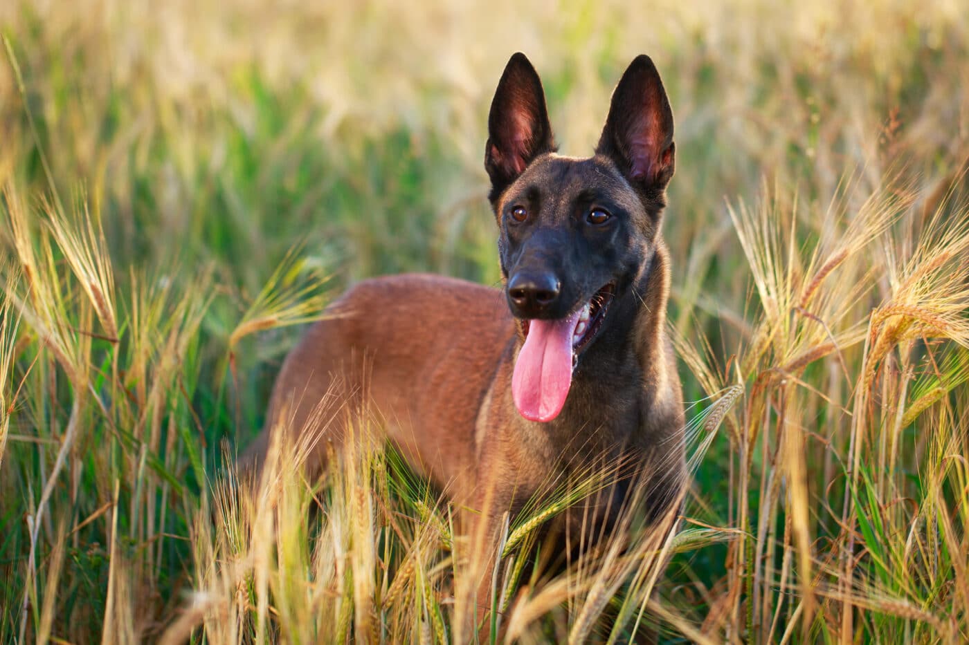 Belgian Malinois field 1400x933 1