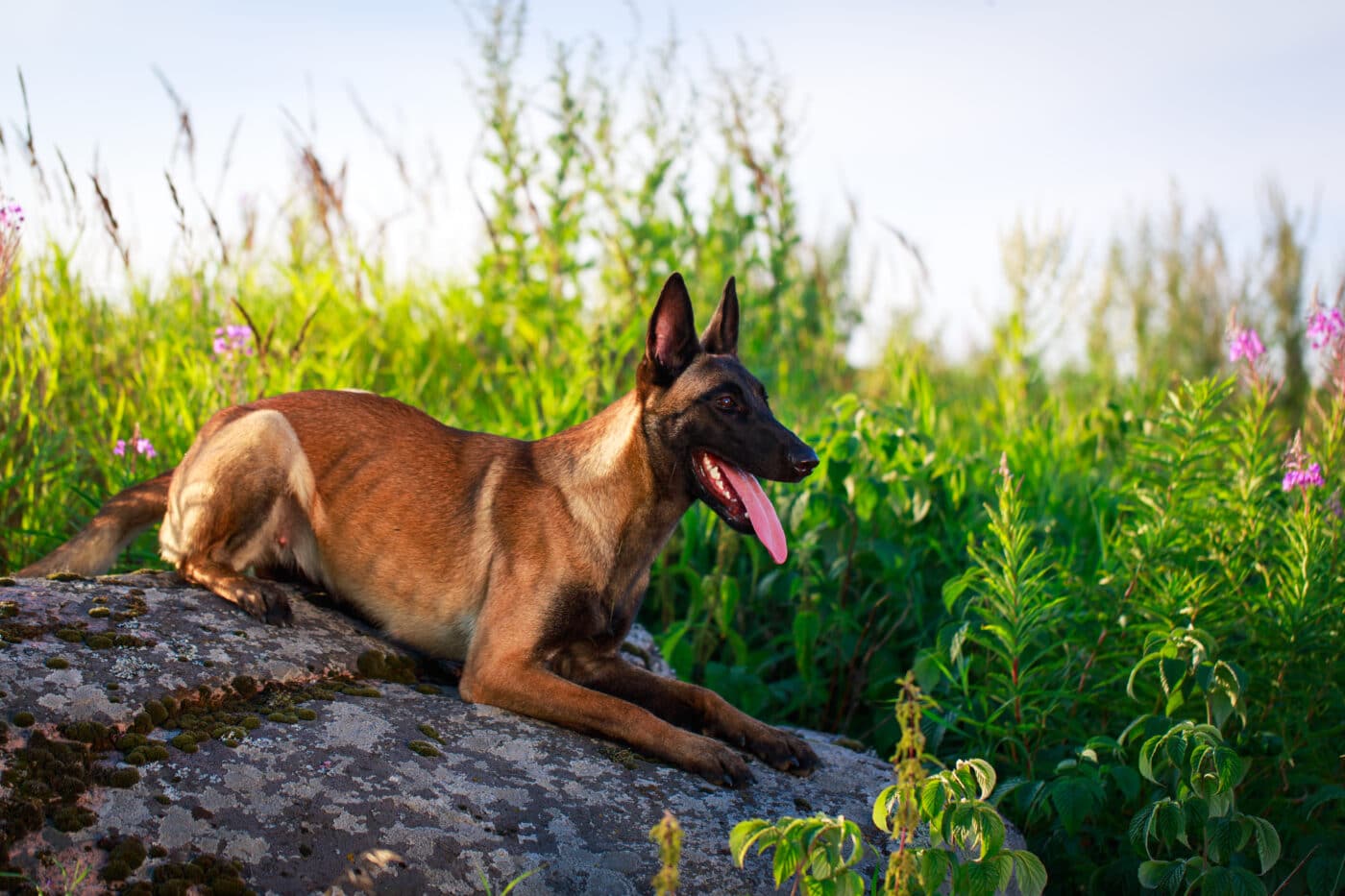 Belgian Malinois rock 1400x933 1