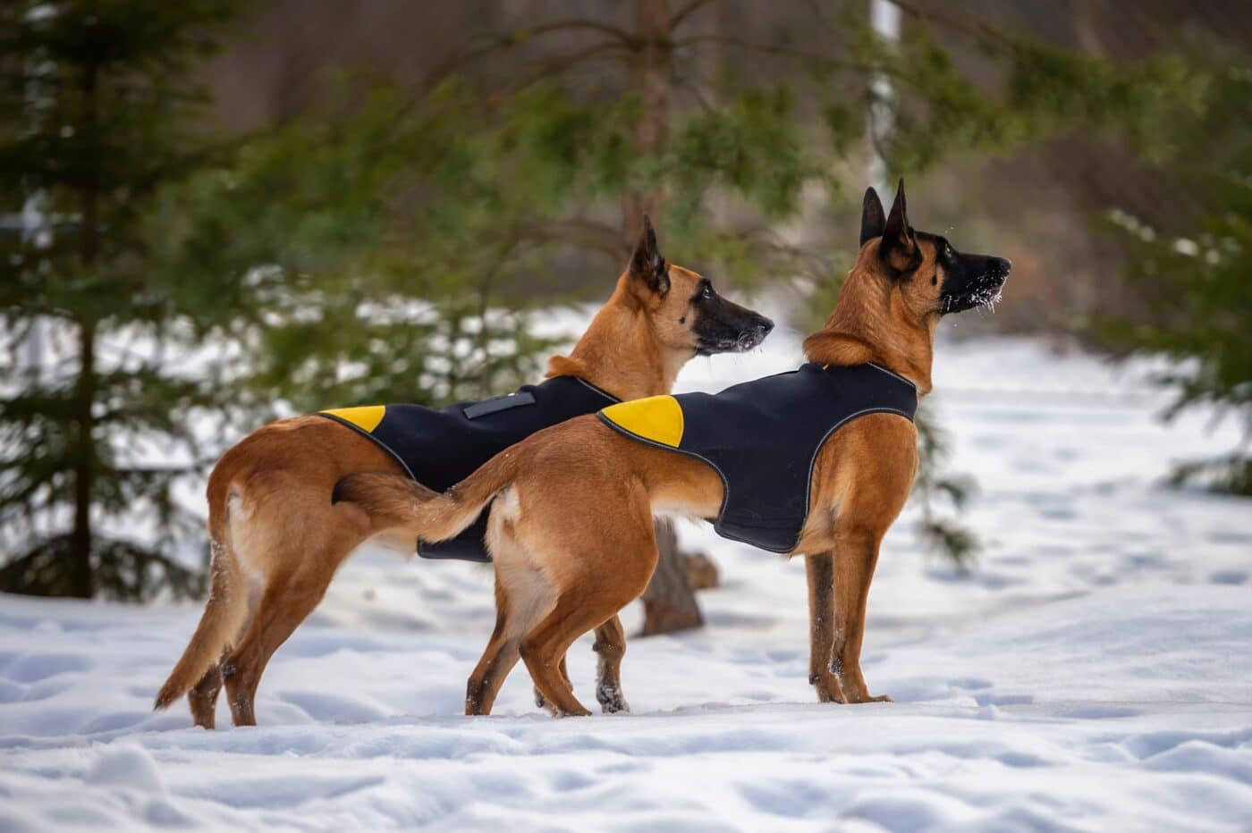 Belgian Malinois snow 1400x932 1