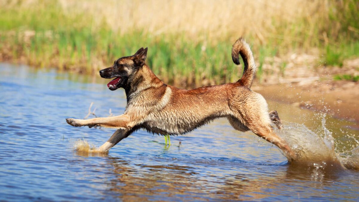 Belgian Malinois