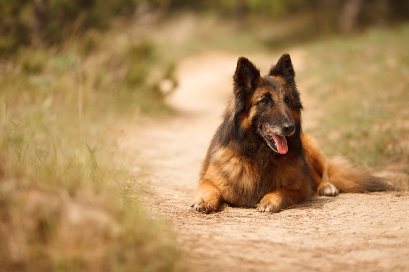 Belgian Tervuren path 1400x933 1