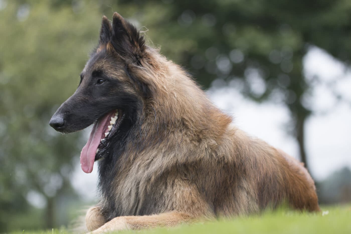 Belgian Tervuren profile 1400x933 1