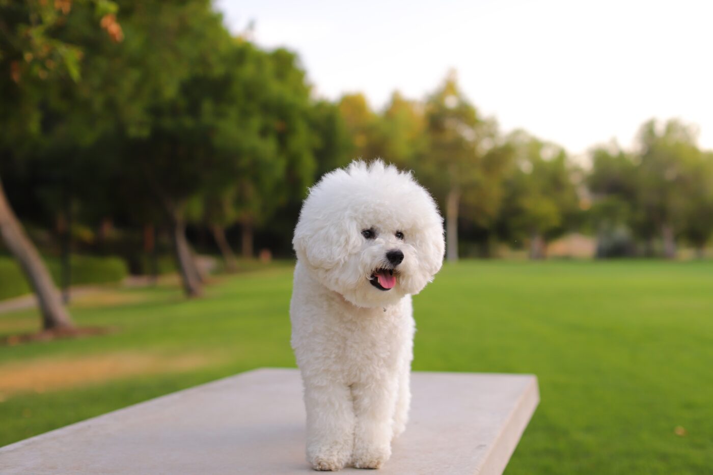 best dog food topper for Bichon Frises