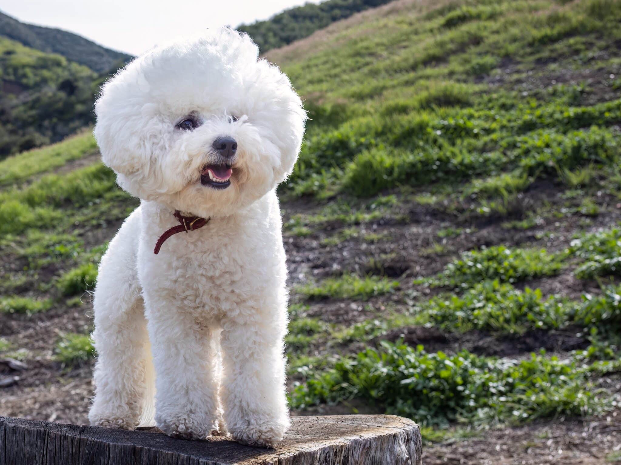 best weight loss supplements for Bichon Frises