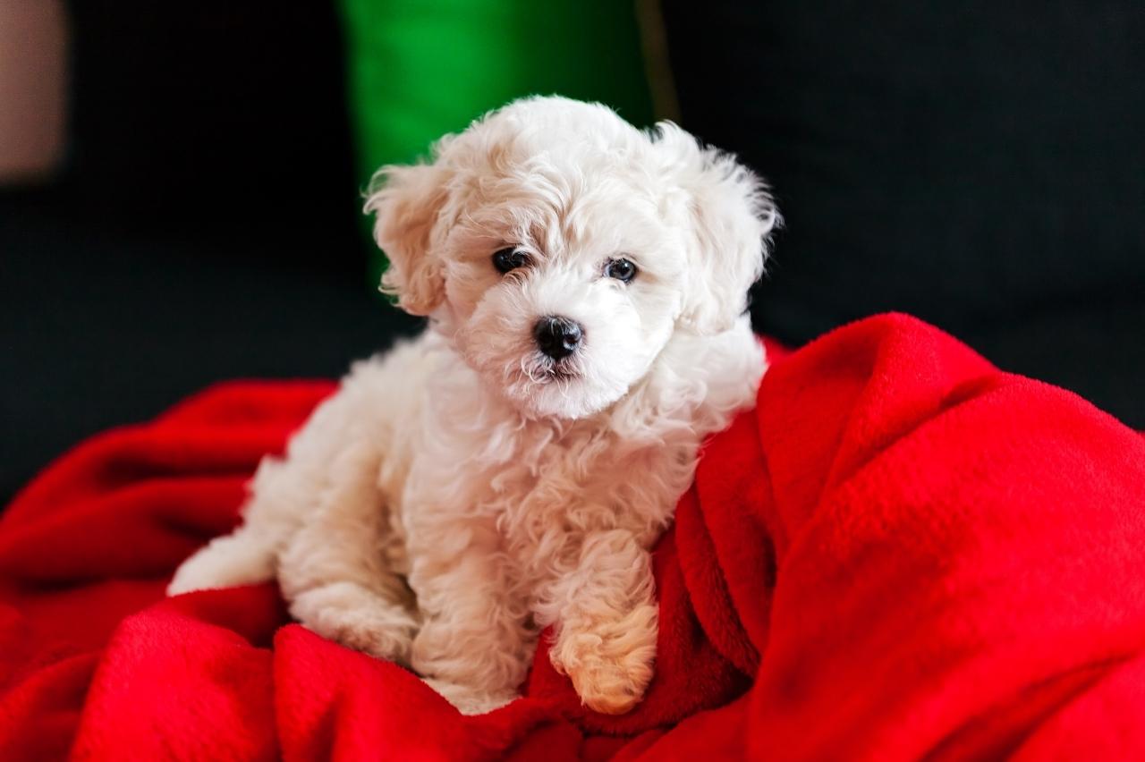 9 Best Puppy Dog Foods for Bichon Frises