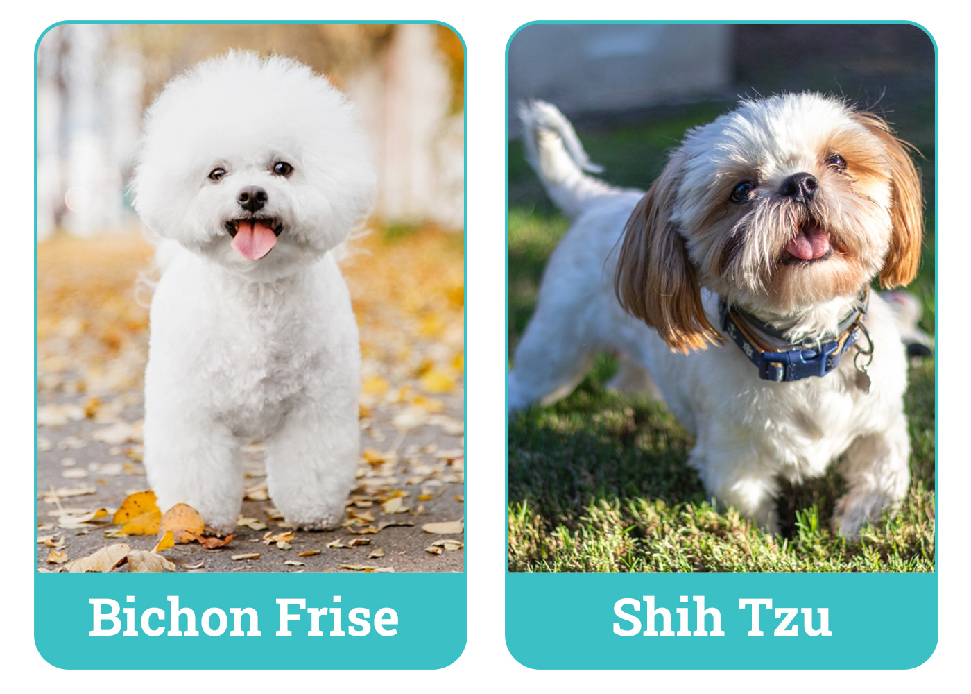 Bichon Frise vs. Shih Tzu: What’s the Difference