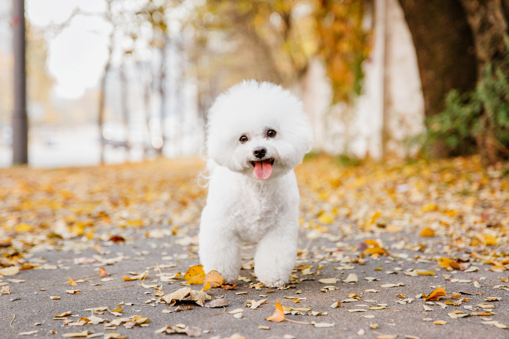 Bichon frise dog close up portrait