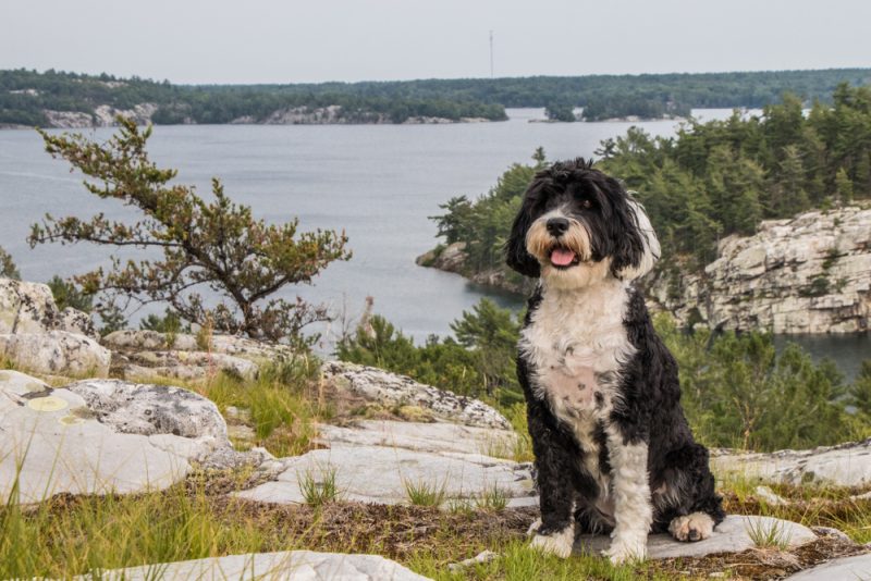 Black and white Portuguese Water Dog on the La Cloche Mountains