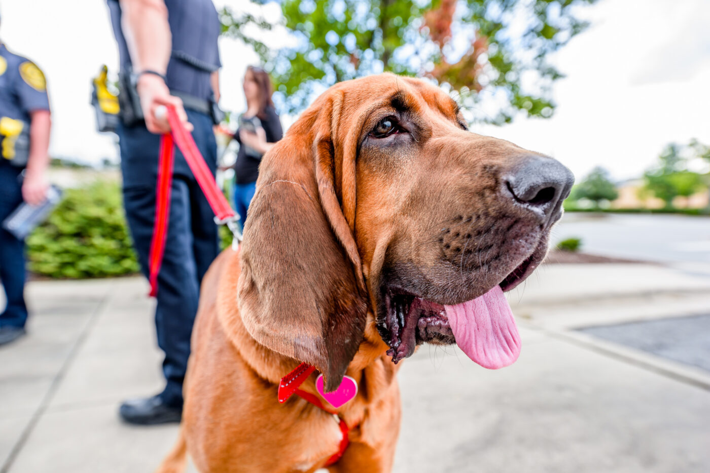 the best weight loss supplements for your Bloodhound