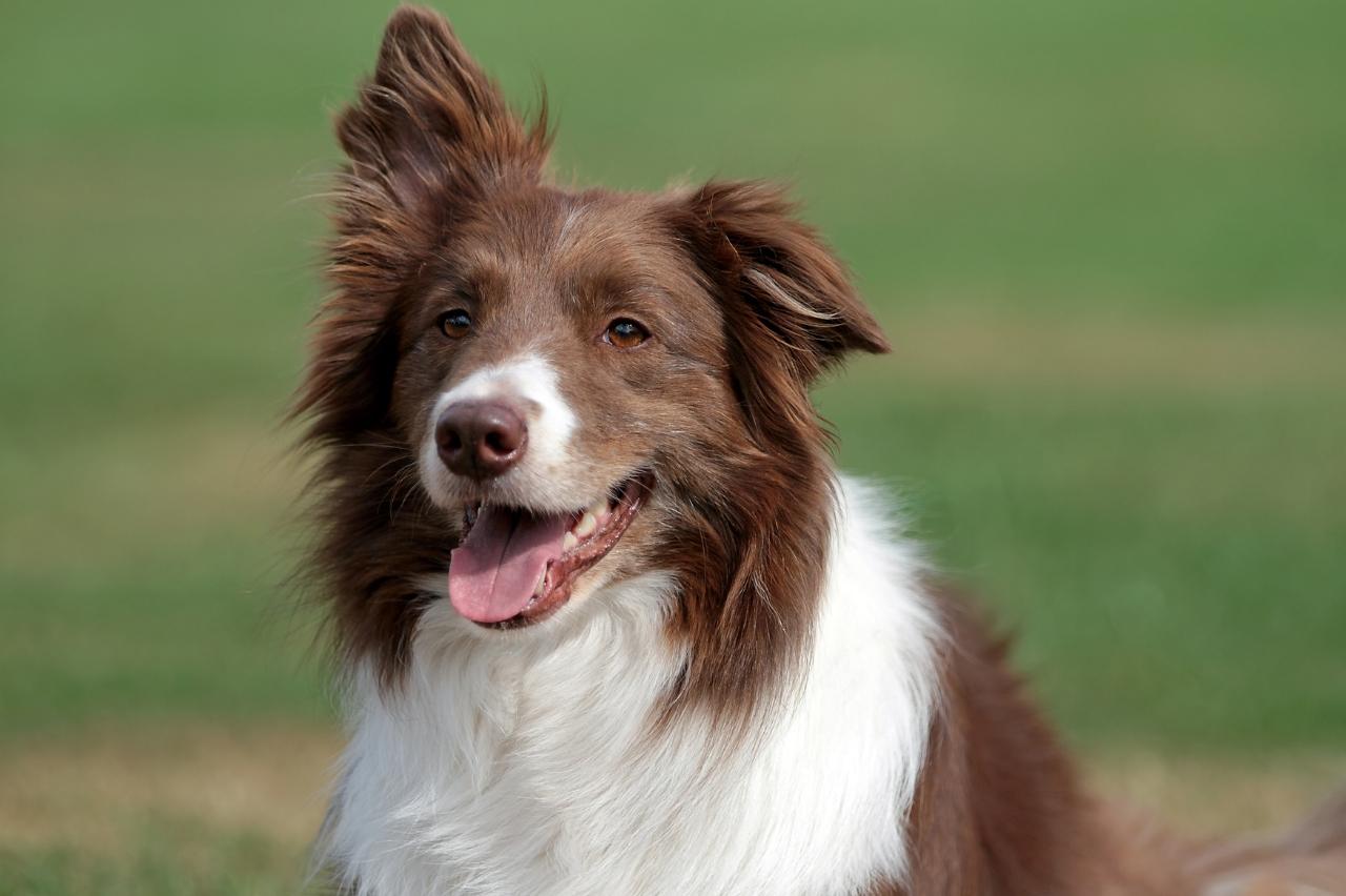 best pill pocket for border collies