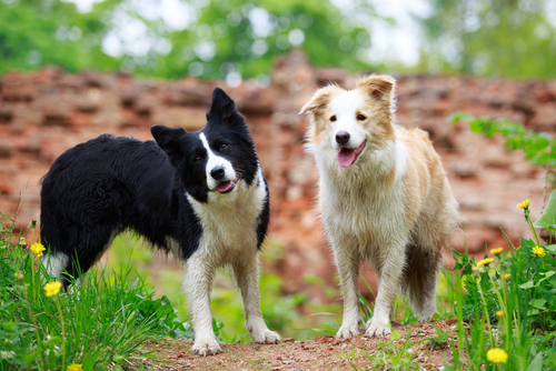 Border Collies