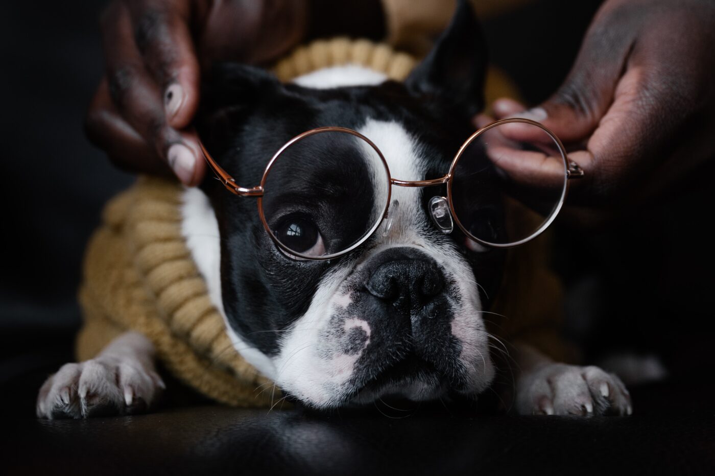 best eye supplements for Boston Terriers