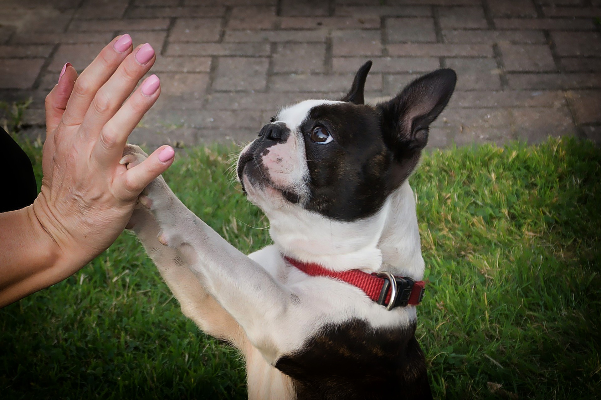 Boston Terrier training