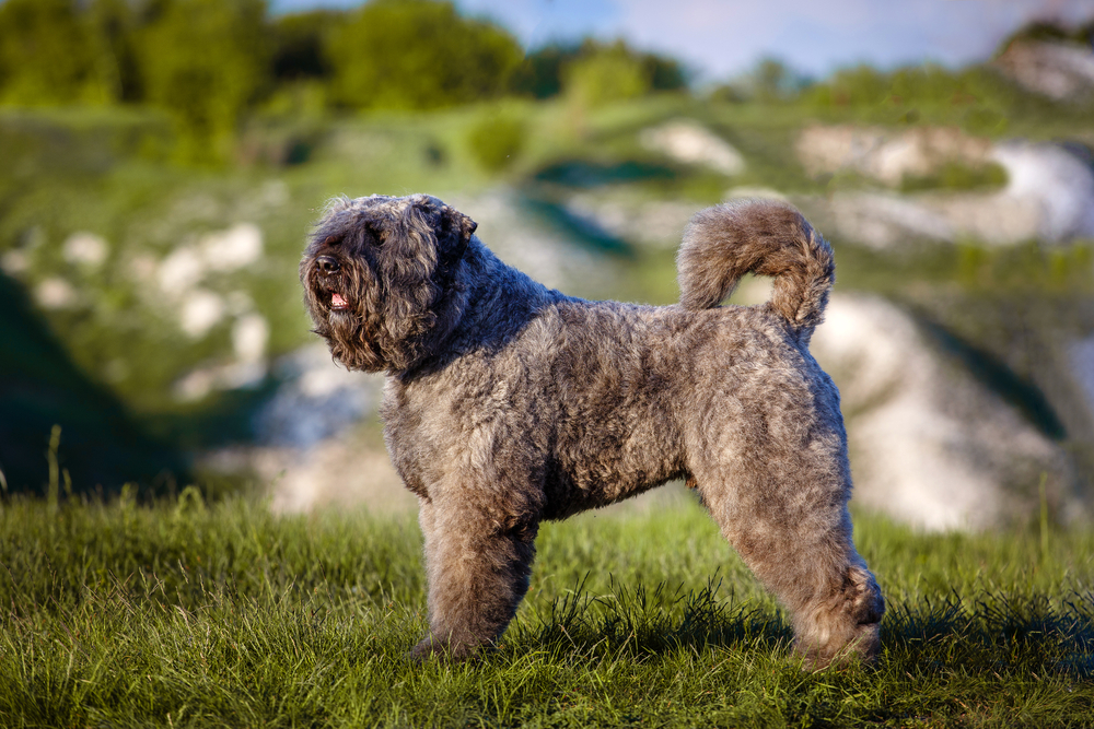 Bouvier des Flandres on a nature