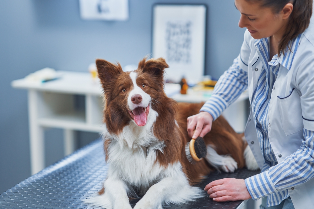 Brown Border Collie at the vet