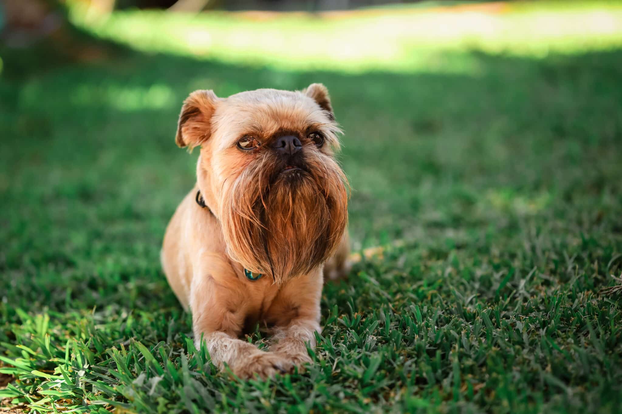 Brussels Griffon lay scaled 1