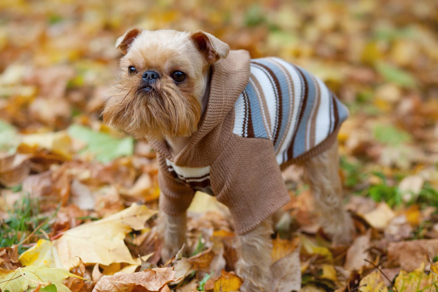 Brussels Griffon