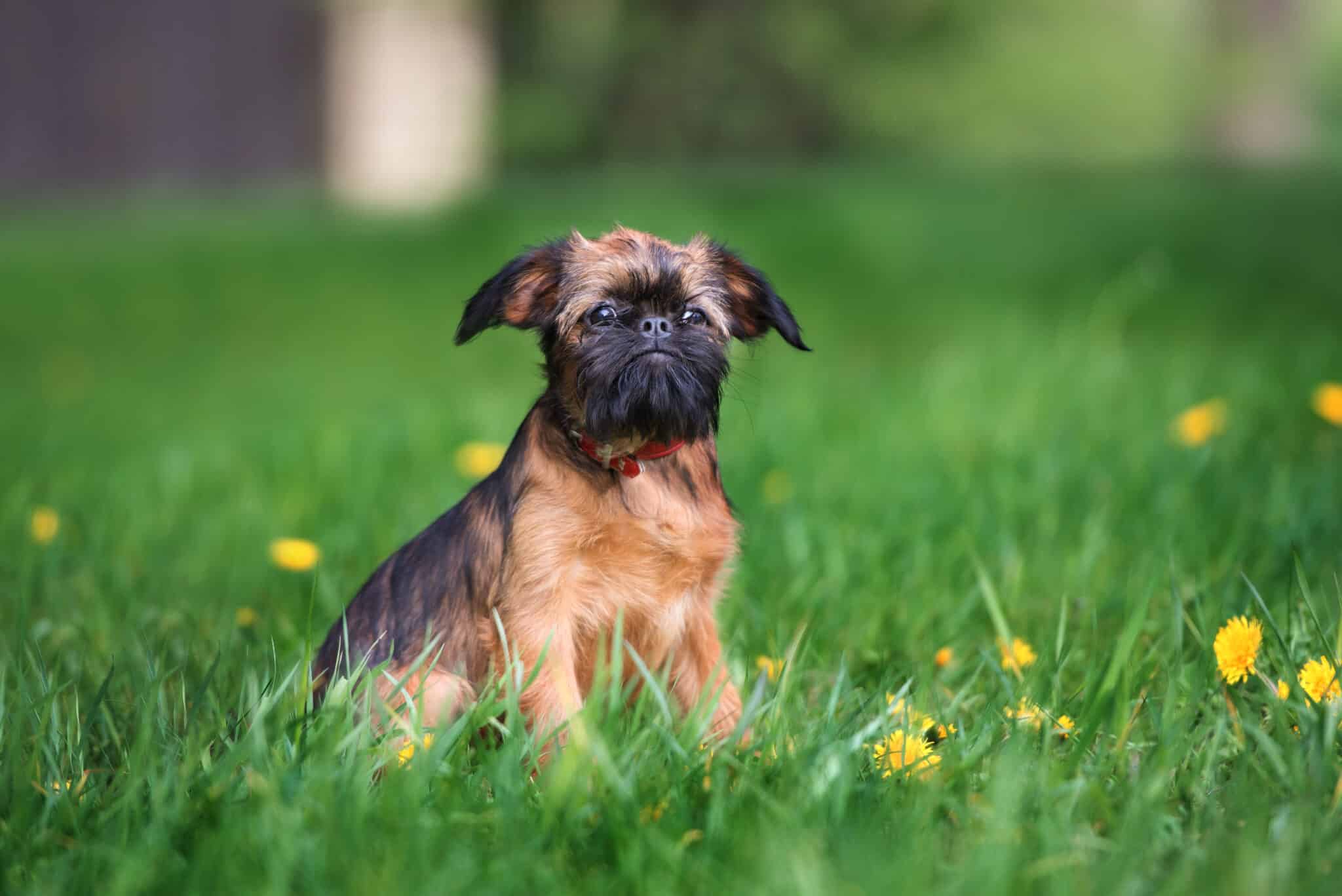 Brussels Griffon sit scaled 1