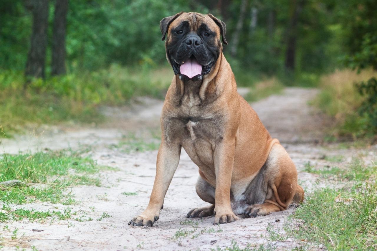 best pill pocket for bullmastiffs