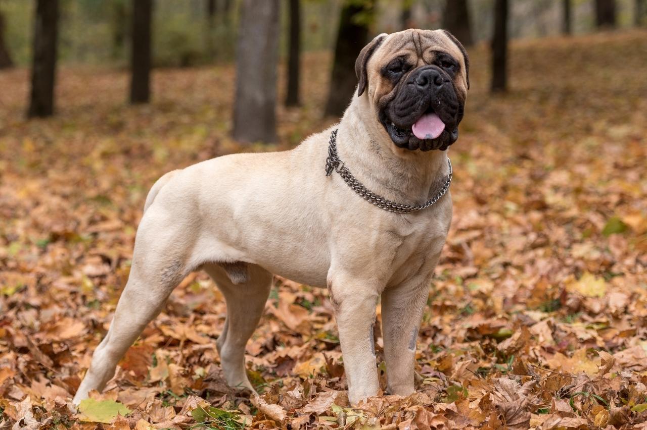 Best dehydrated dog foods for Bullmastiffs