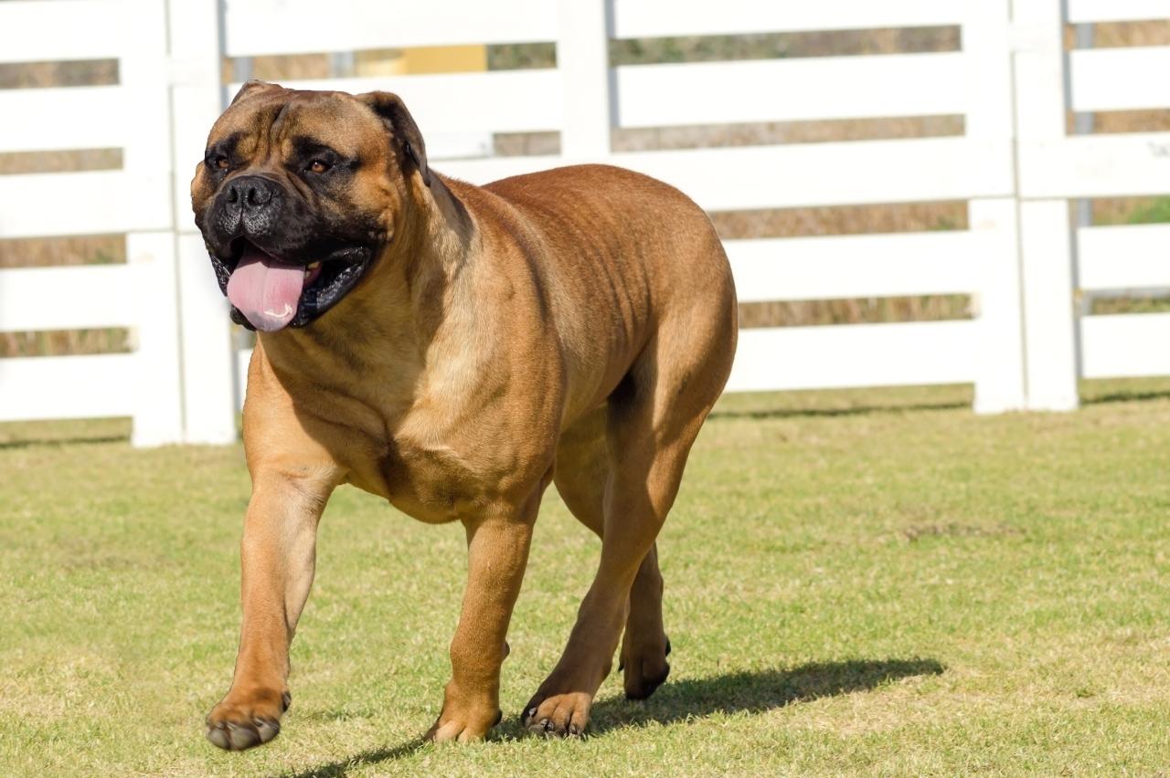 Best dehydrated dog foods for Bullmastiffs