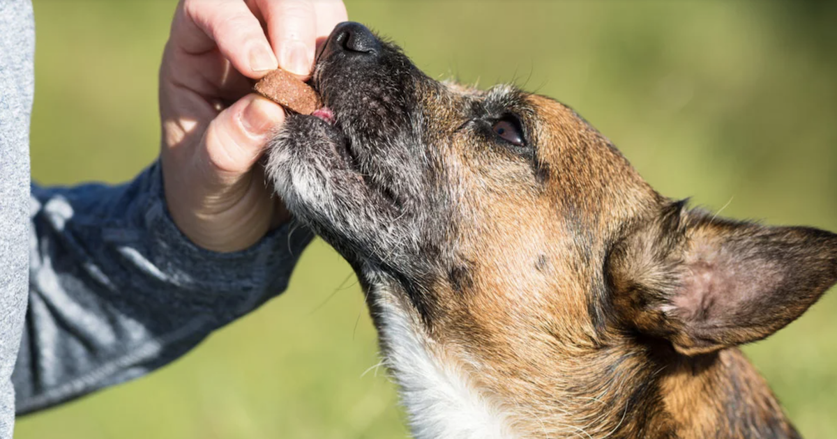 CBD Dog Treats