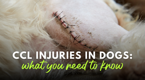 CCL injuries in dogs