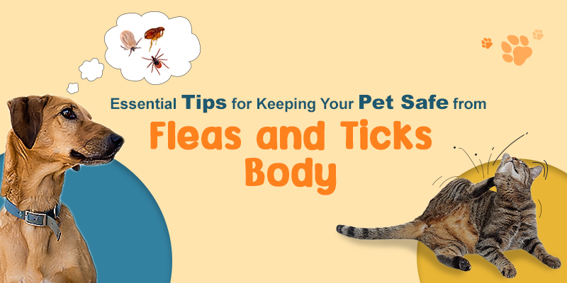 CVC Blog Safe Fleas Ticks 30aug 1