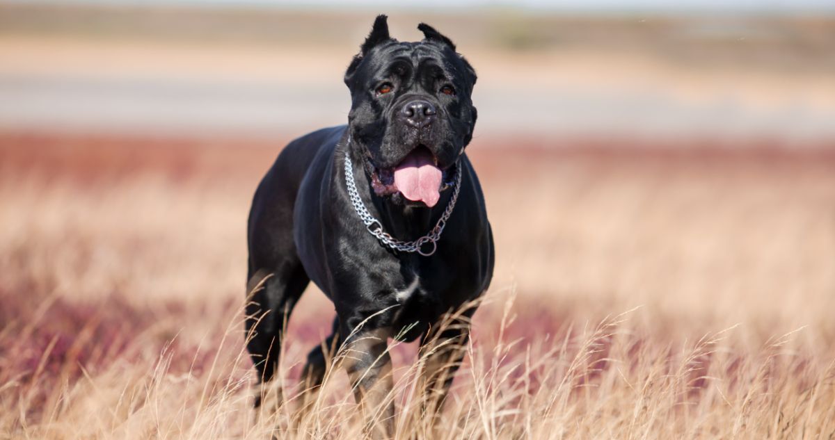 Cane Corso Featured1