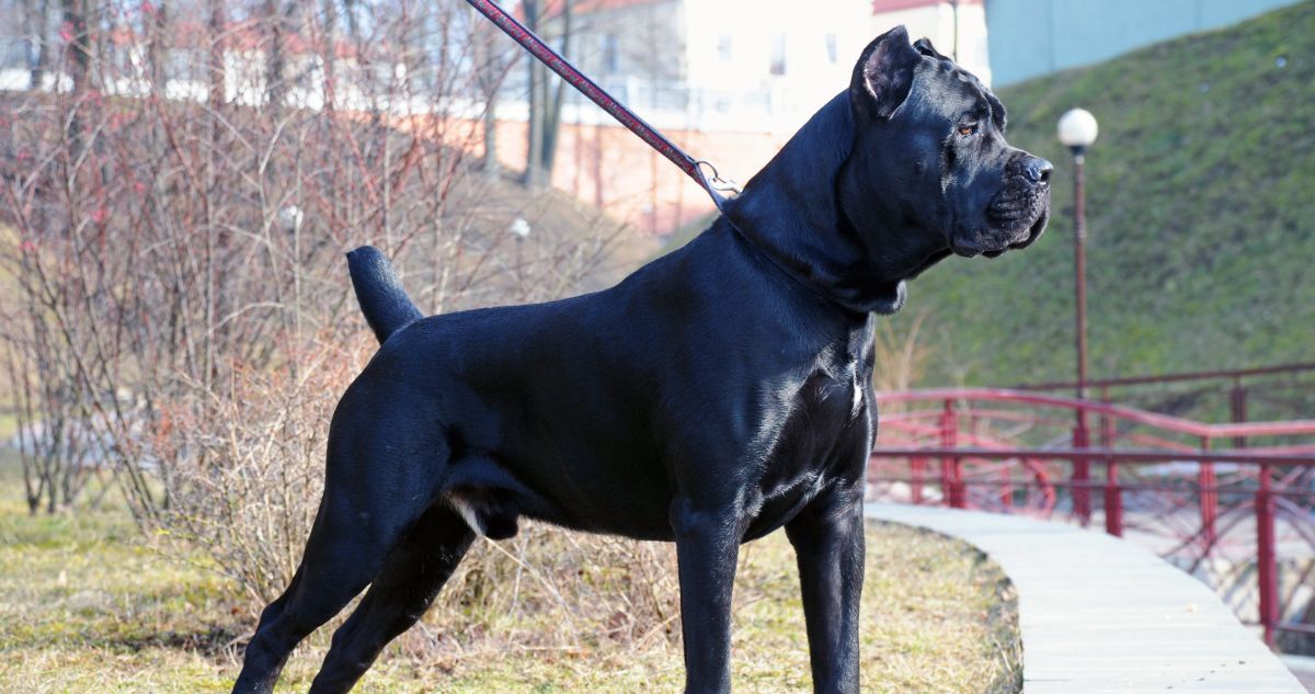 Cane Corso Featured10